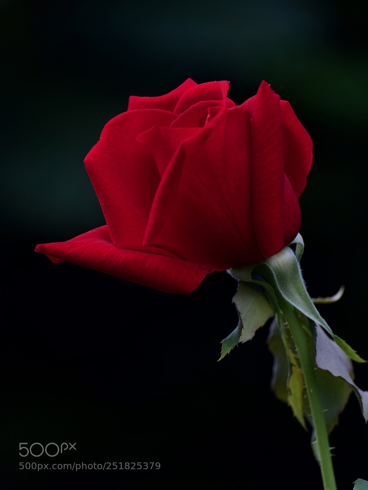 Fujifilm X-E3 sample photo. Red red rose photography