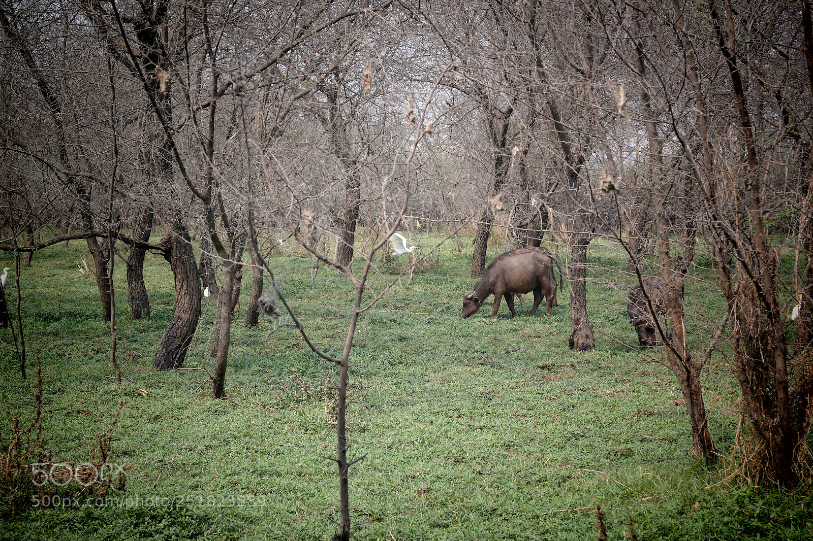 Samsung NX2000 sample photo. Summer day photography