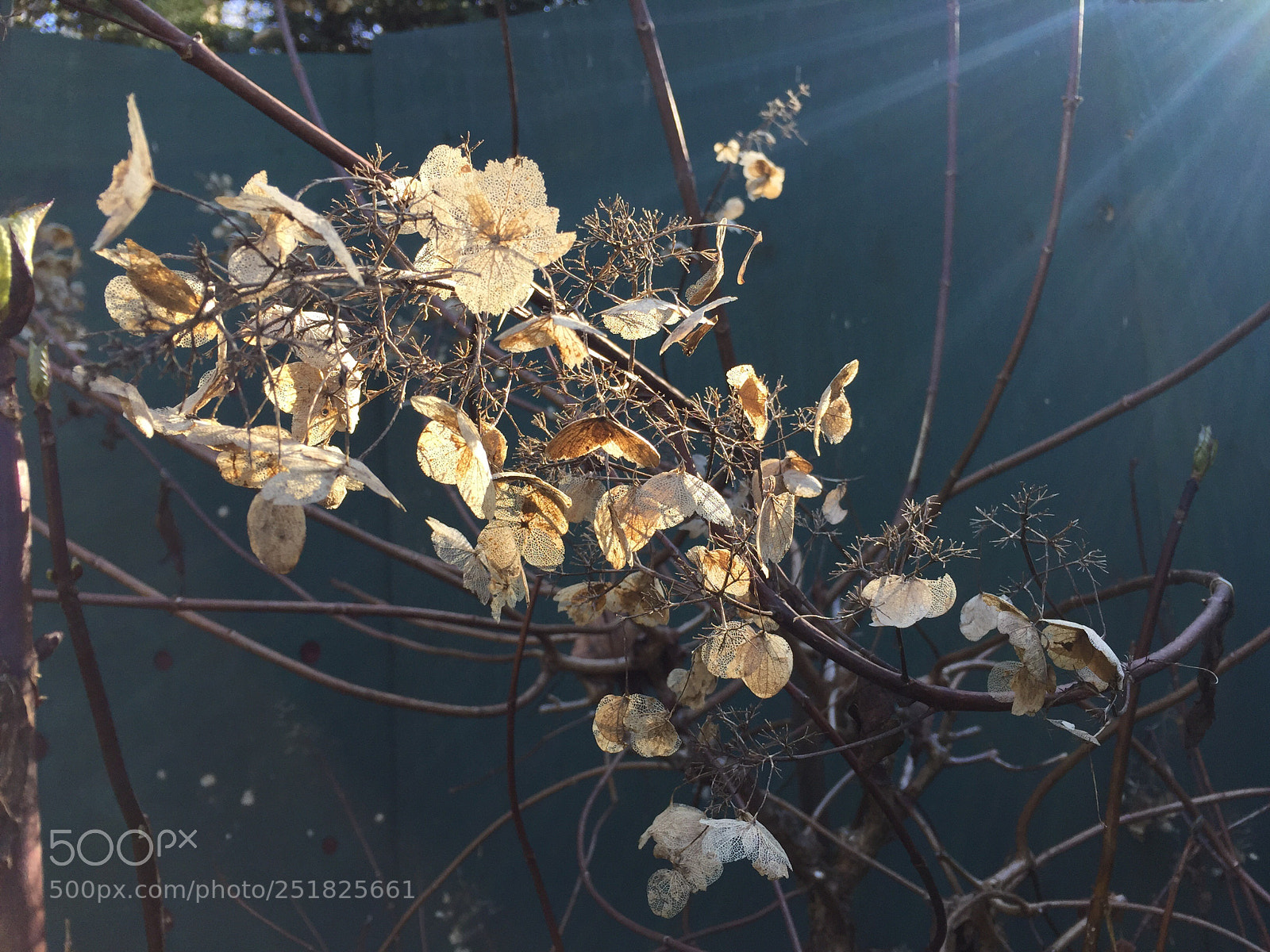 Apple iPhone 6 sample photo. Hydrangea photography