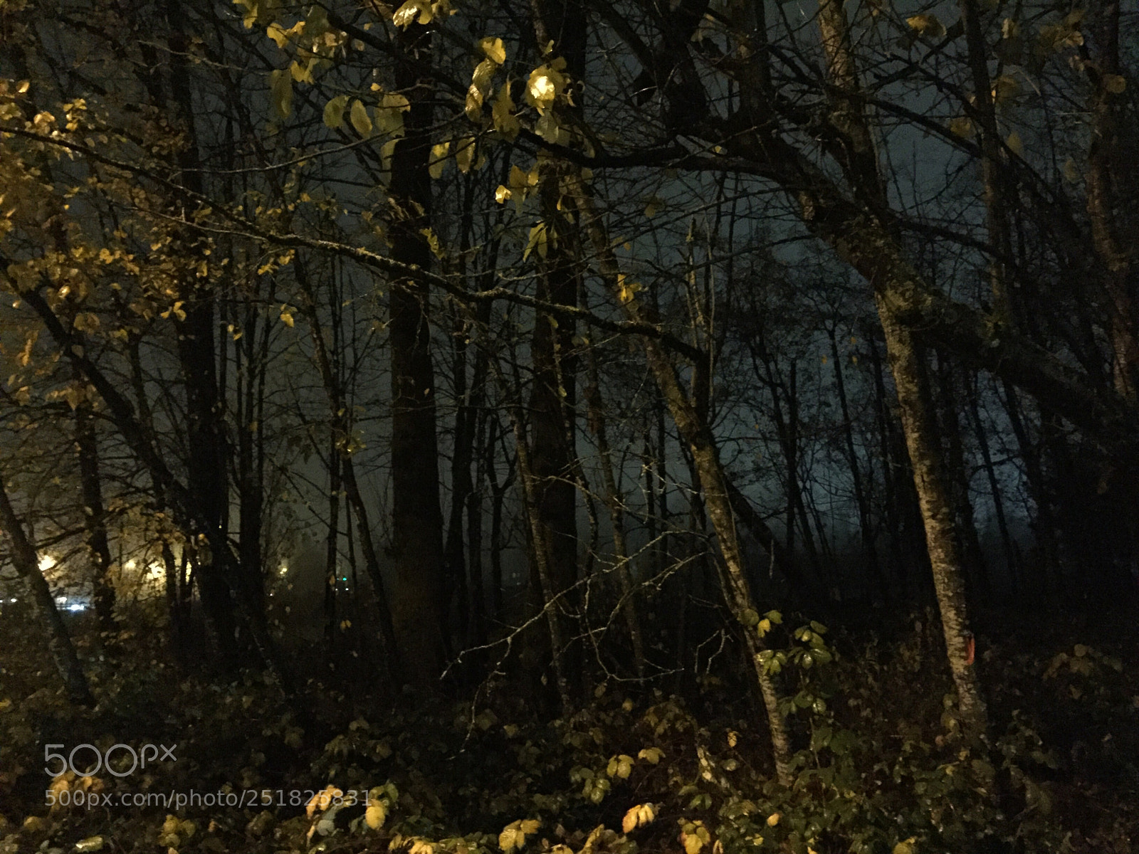 Apple iPhone 6 sample photo. Eerie forests of newton photography