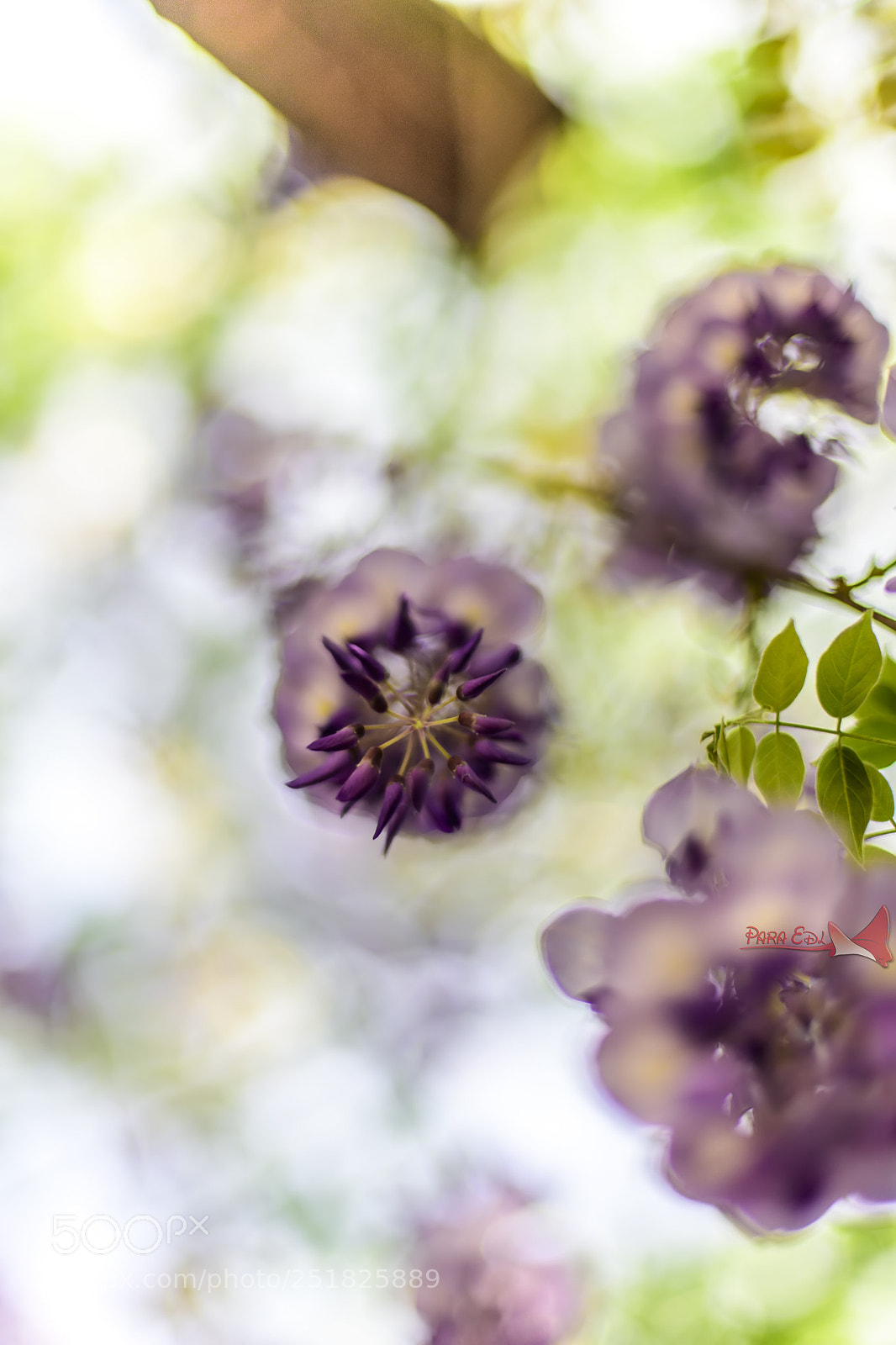Nikon D5 sample photo. Chinese wisteria photography