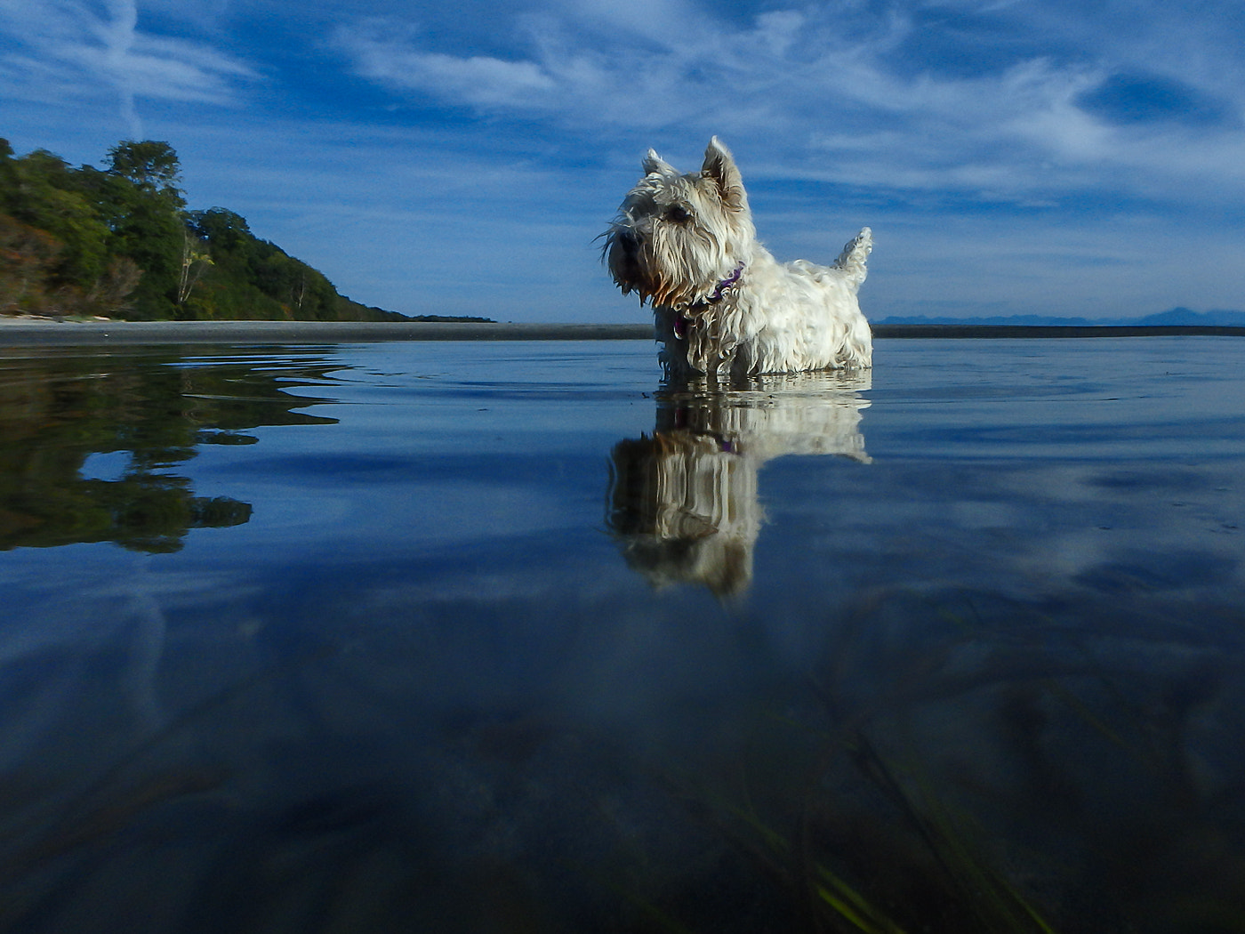 Olympus TG-850 sample photo. Beach westie photography