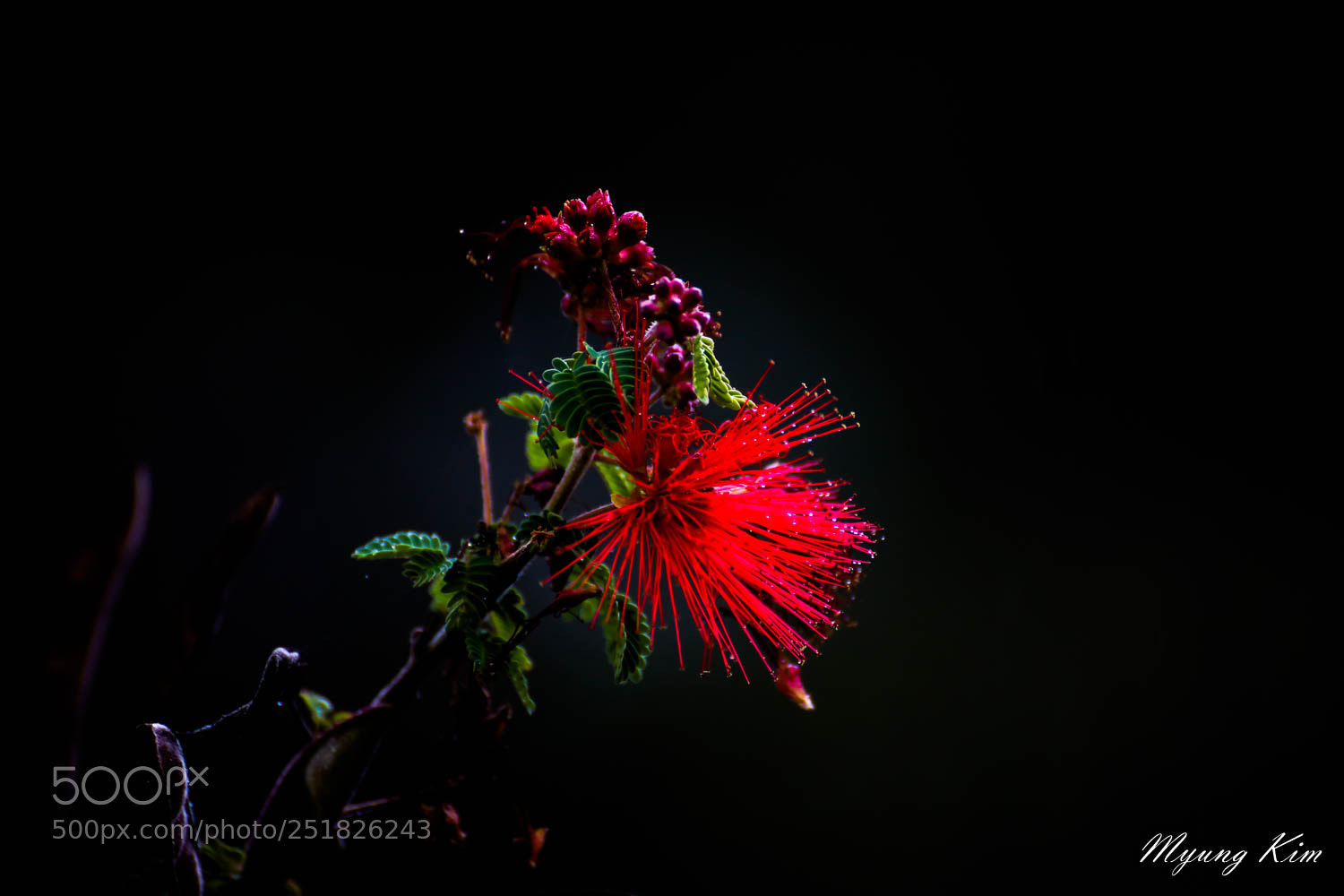 Canon EOS 5D Mark IV sample photo. Pa photography