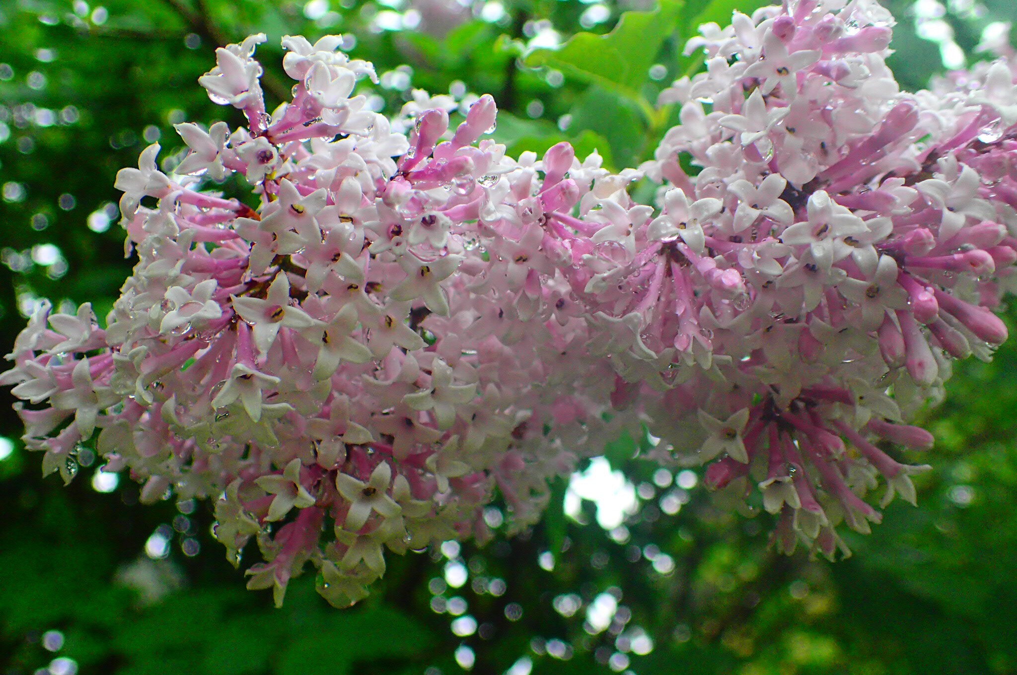 Olympus TG-3 sample photo. Lilacs photography