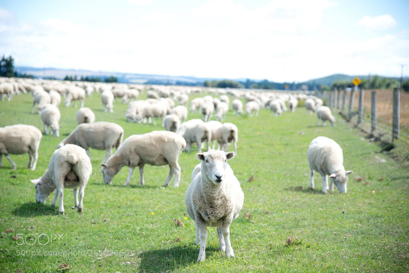 Nikon D610 sample photo. New zealand series photography
