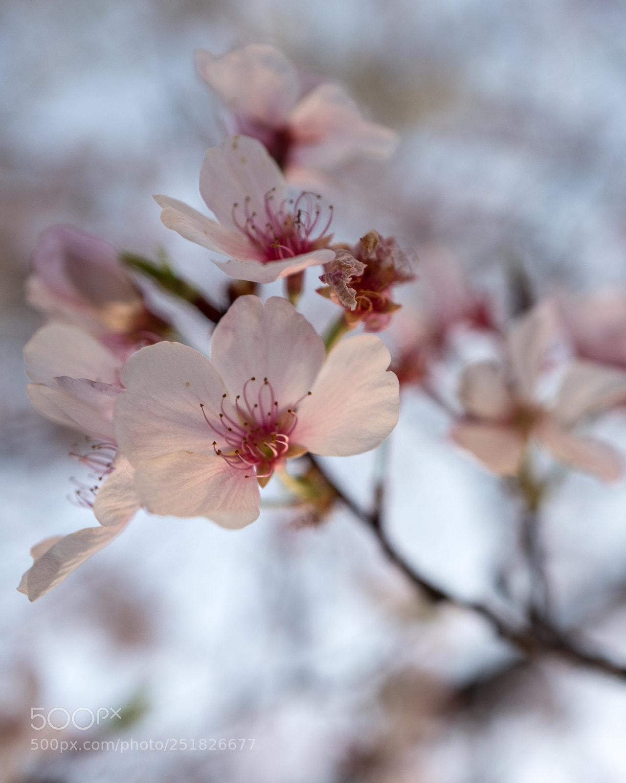 Leica Q (Typ 116) sample photo. Cherry blossom photography