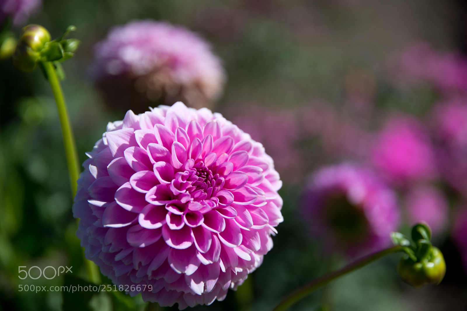 Nikon D610 sample photo. New zealand series photography