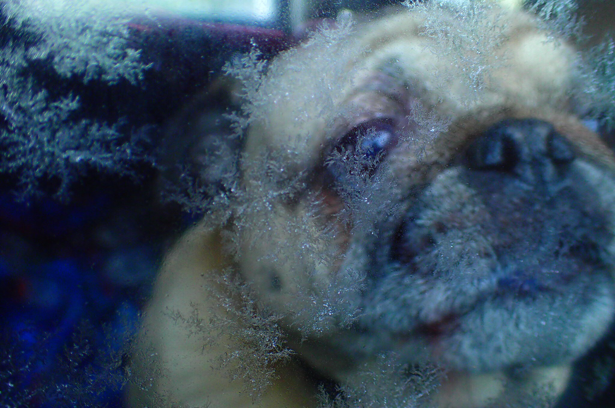 Olympus TG-3 sample photo. Behind a frosted window photography