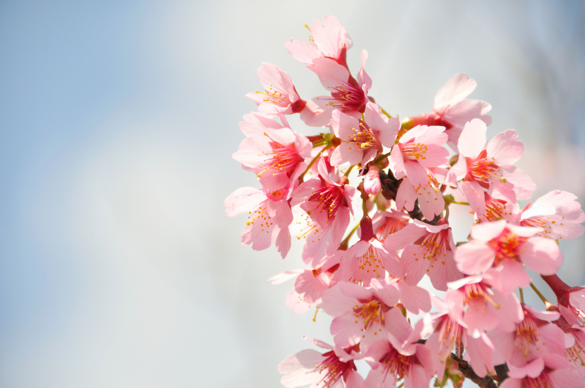 Nikon D90 sample photo. Cherry blossoms photography