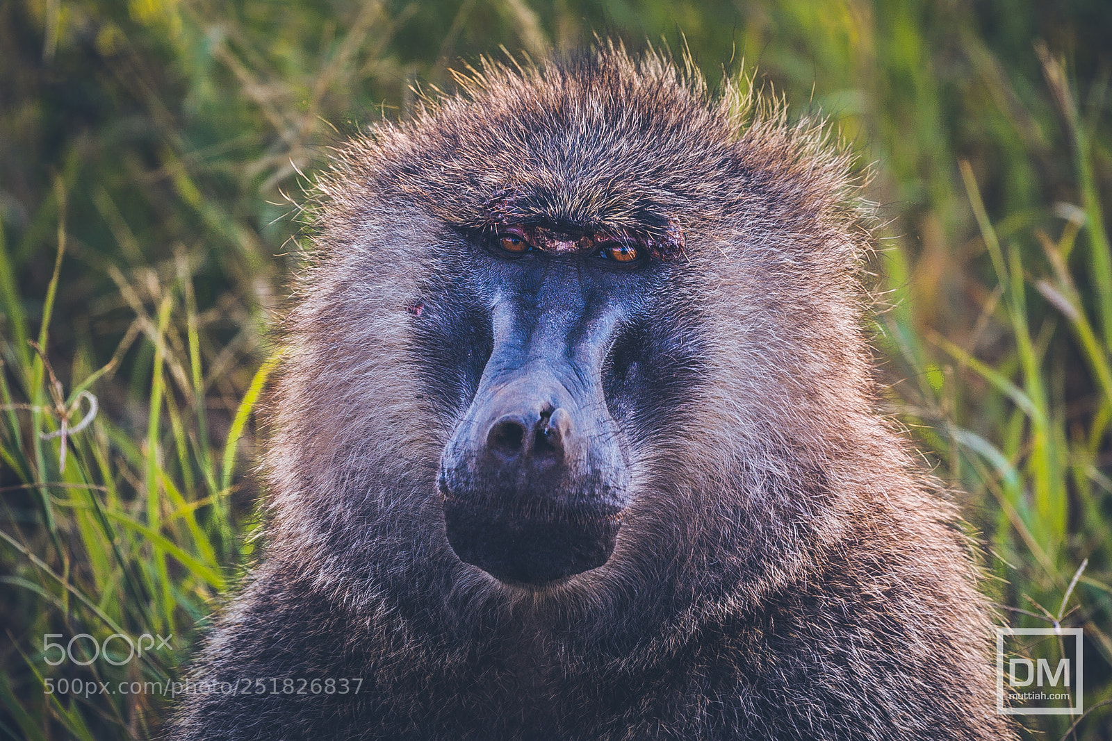 Canon EOS 5D Mark II sample photo. Serengeti national park photography