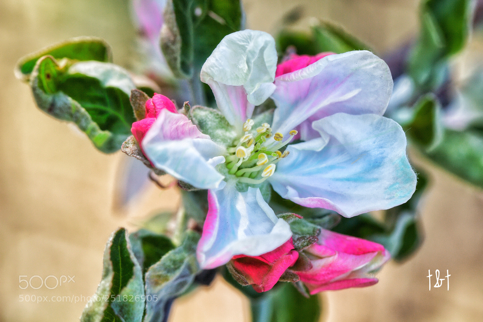 Canon EOS 7D sample photo. Untitled photography