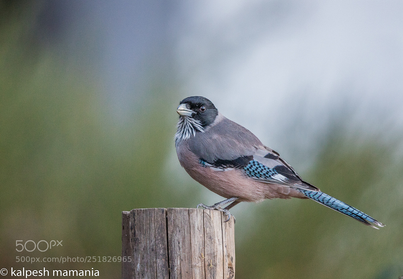 Canon EOS 5DS R sample photo. Black headed jay. photography