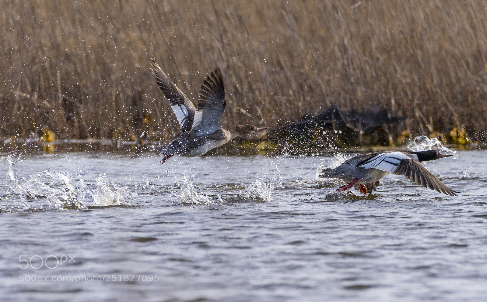Nikon D810 sample photo. Red-breasted merganser photography