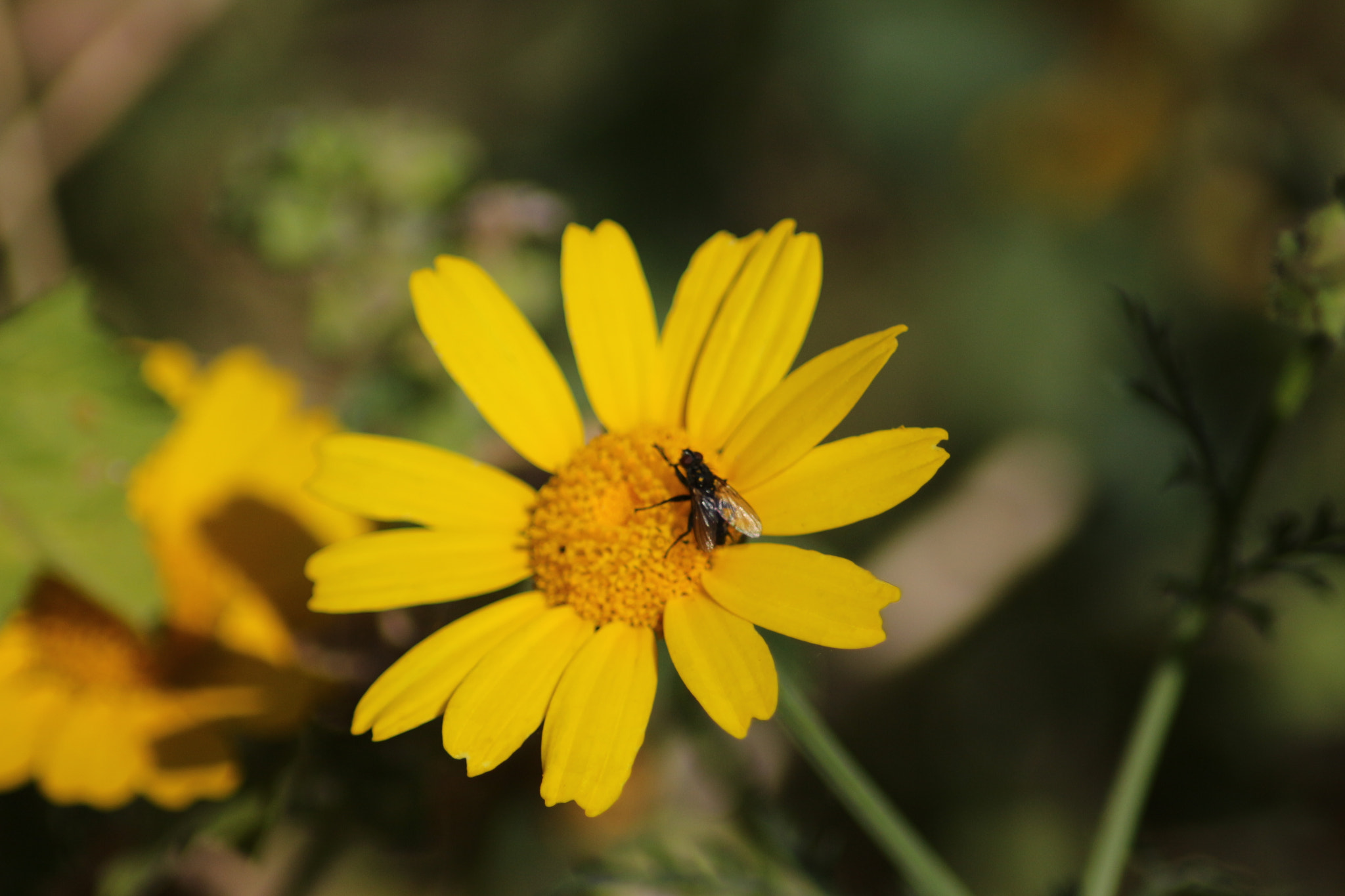 Canon EOS 700D (EOS Rebel T5i / EOS Kiss X7i) sample photo. Fly photography