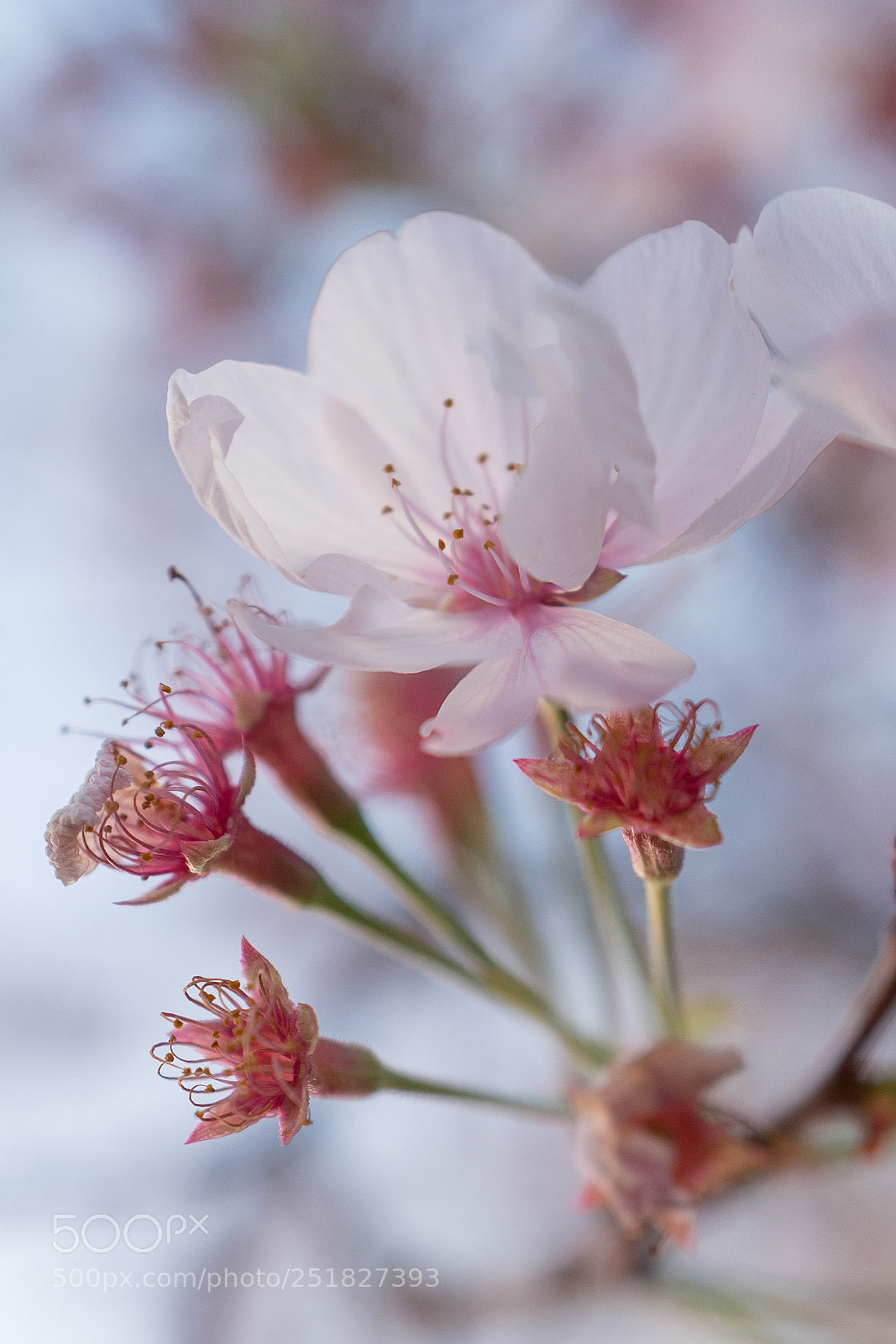 Leica Q (Typ 116) sample photo. Cherry blossom photography