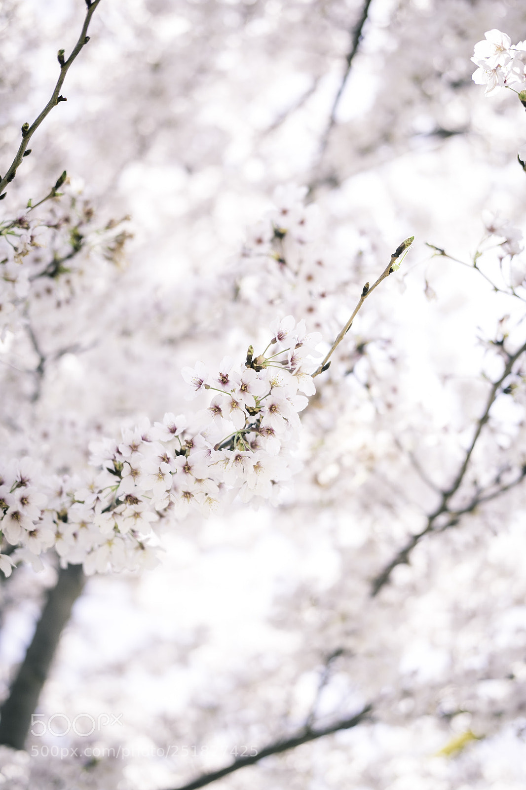 Fujifilm X-T10 sample photo. Untitled photography