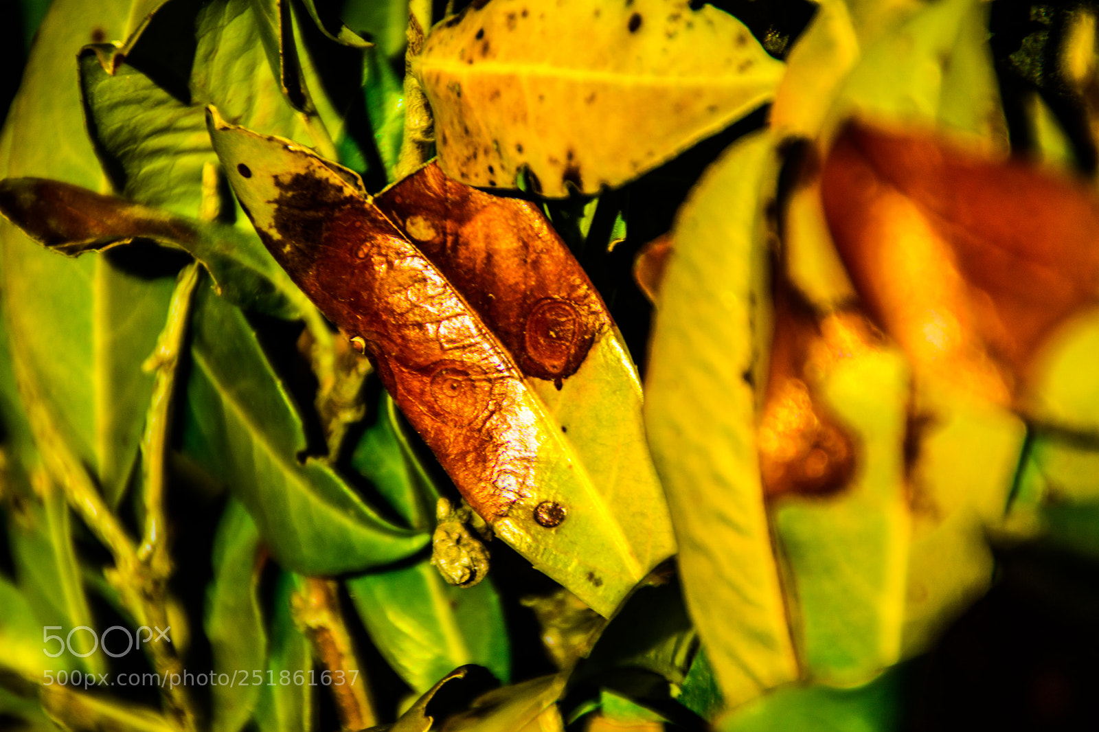 Sony a5100 sample photo. Walking to rusio photography