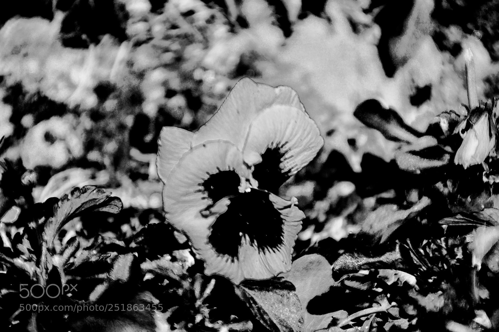 Sony a5100 sample photo. Walking to rusio photography