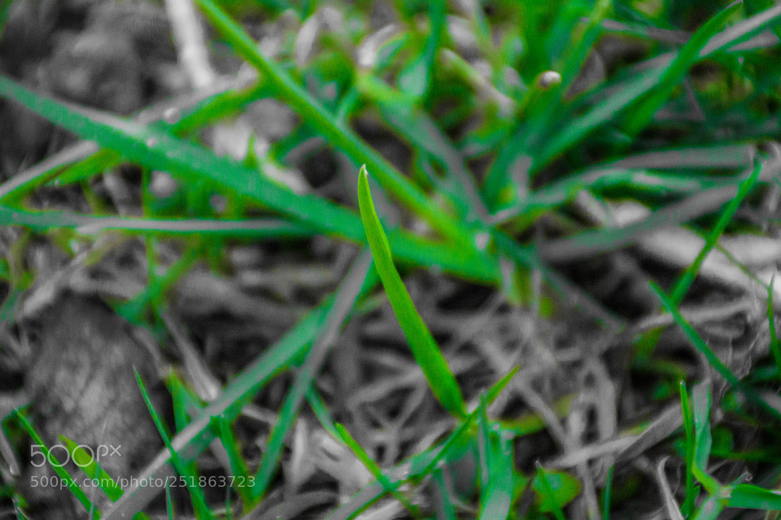 Sony a5100 sample photo. Walking to rusio photography
