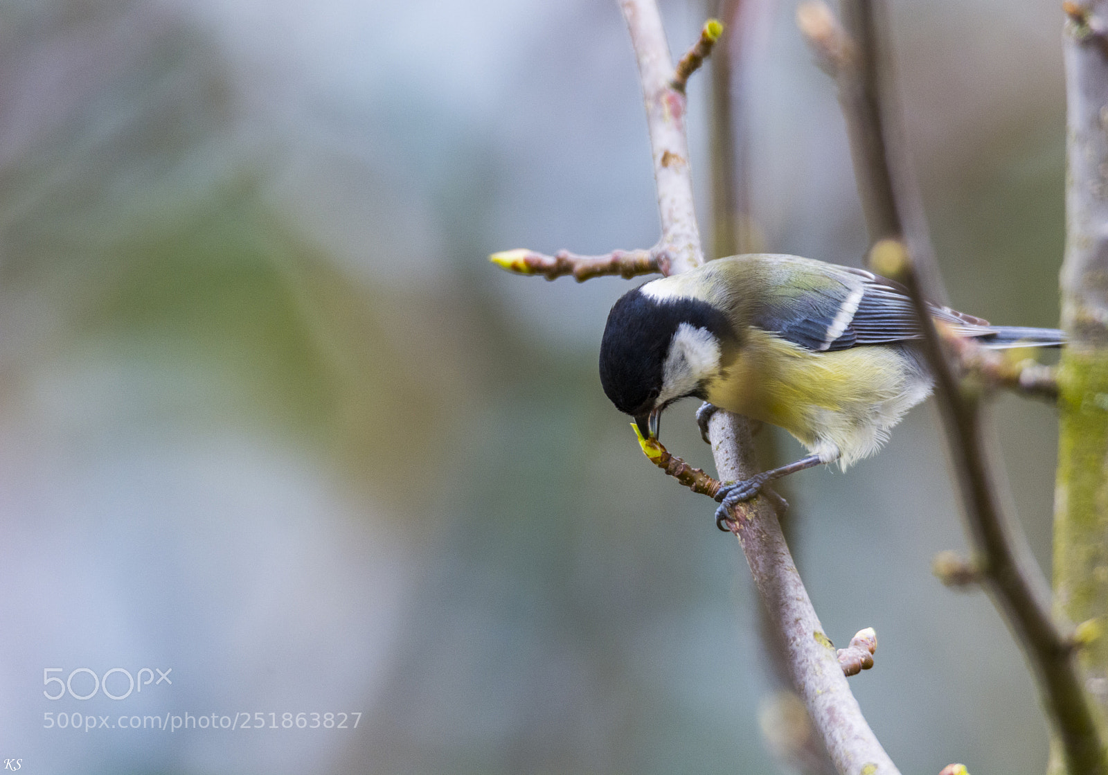 Nikon D5200 sample photo. 72539308.jpg photography