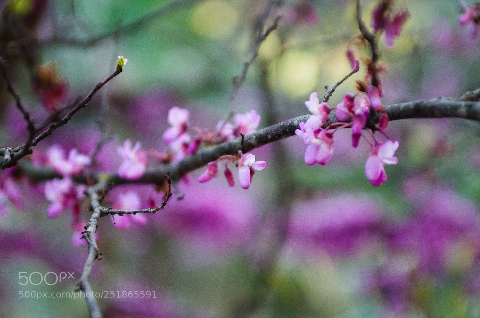 Pentax K-5 IIs sample photo. Test tokina photography