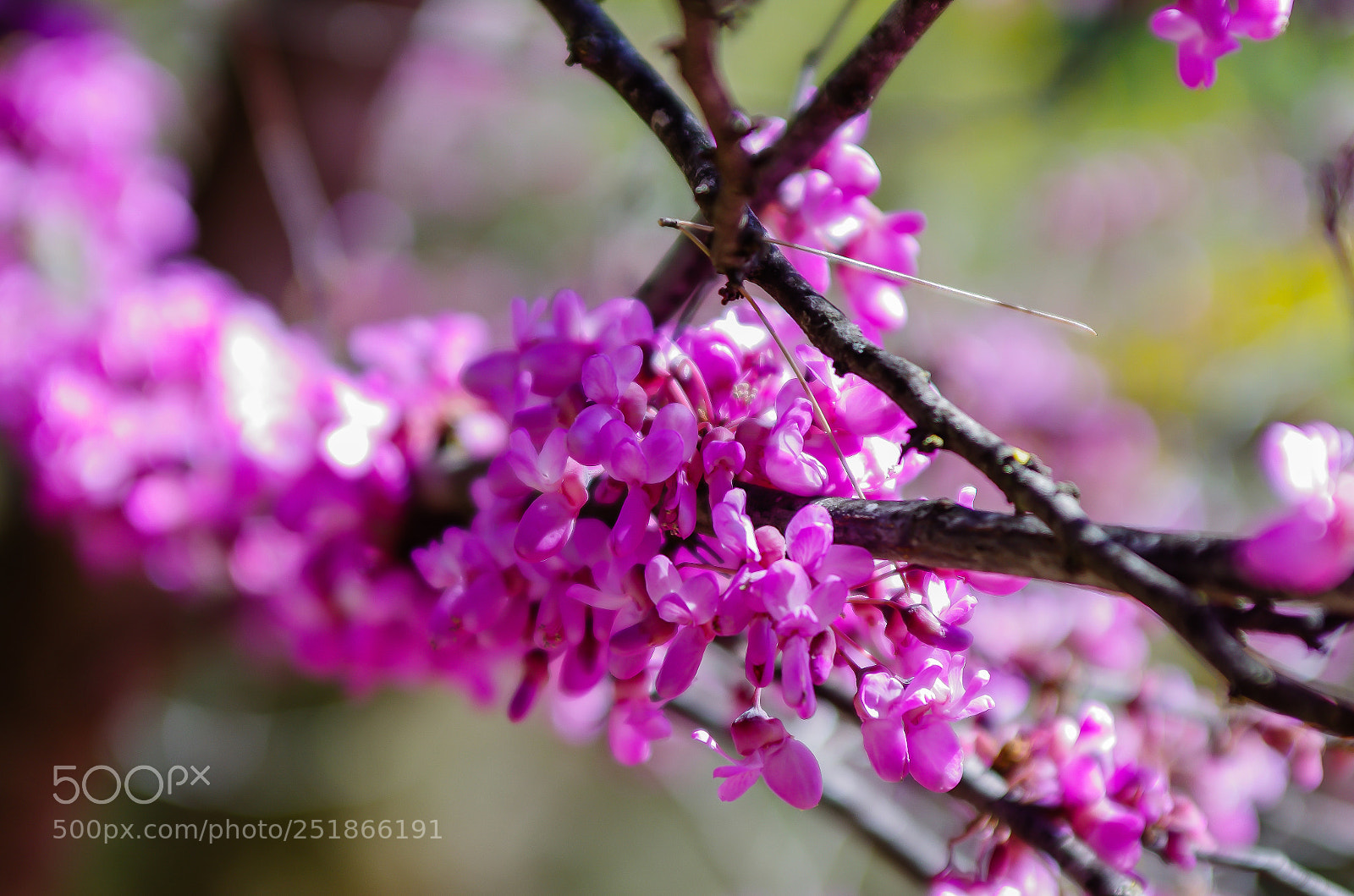 Pentax K-5 IIs sample photo. Test tokina photography