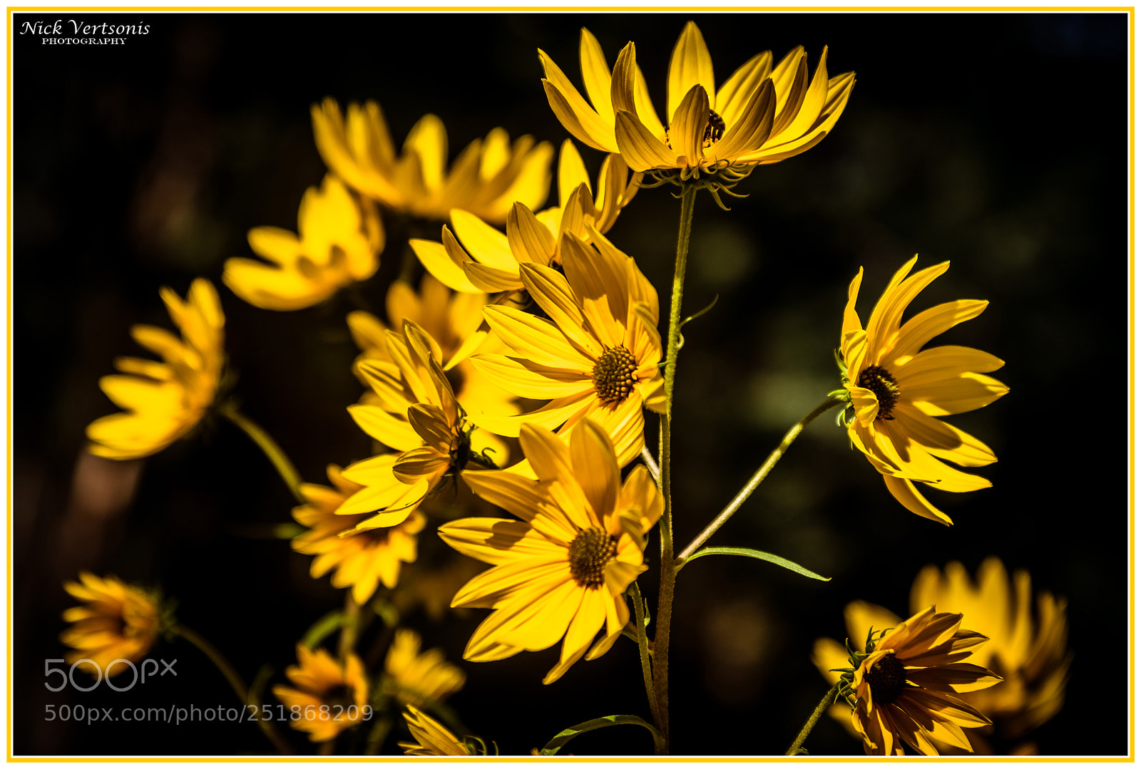 Nikon D7200 sample photo. Yellow... photography