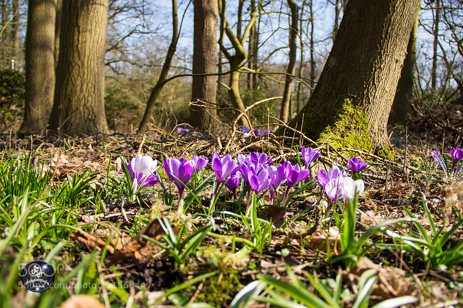 Canon EOS 60D sample photo. Crokusse in the park photography