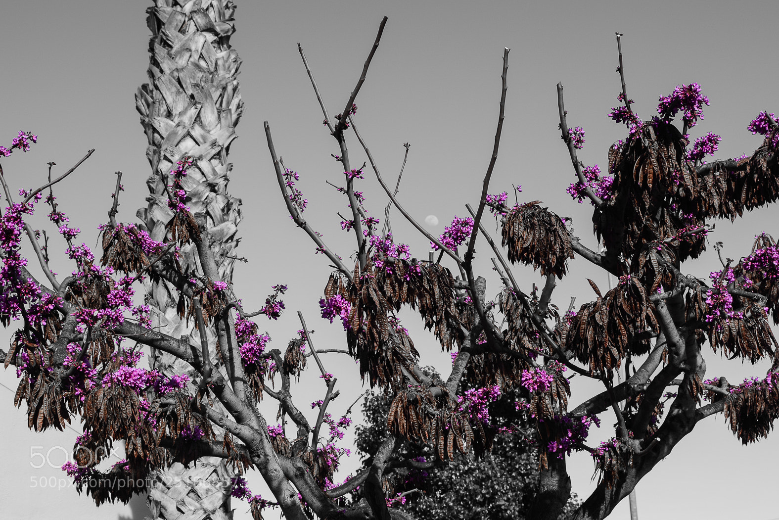 Nikon D5200 sample photo. Floreciendo photography