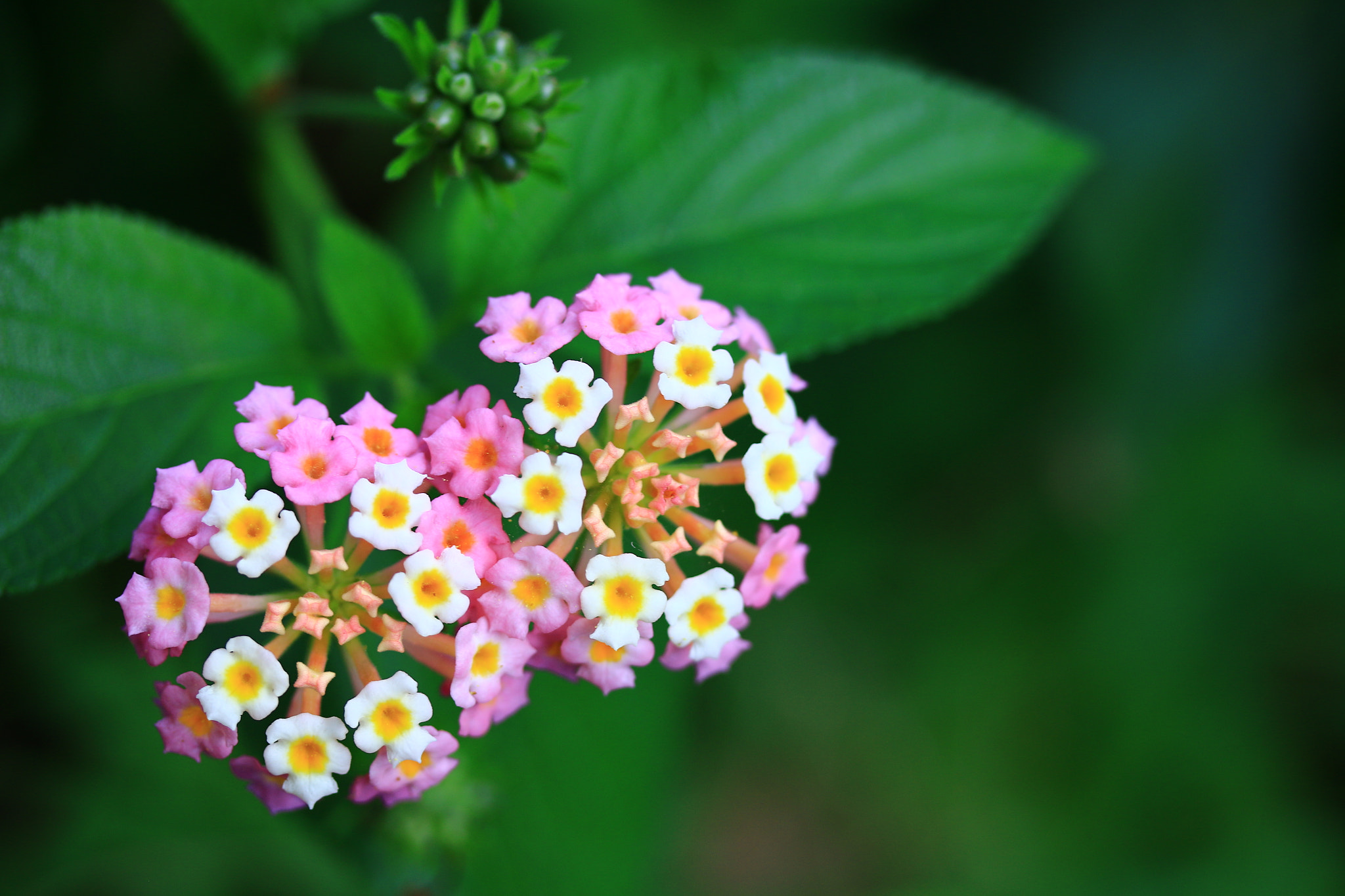 Canon EF-S 60mm F2.8 Macro USM sample photo. Flower - pairs photography