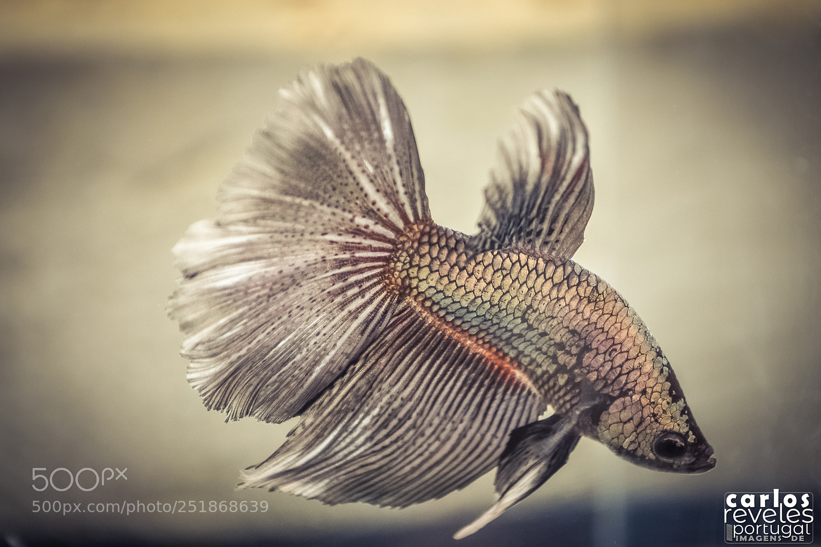 Nikon D5000 sample photo. Exposi o de bettas photography