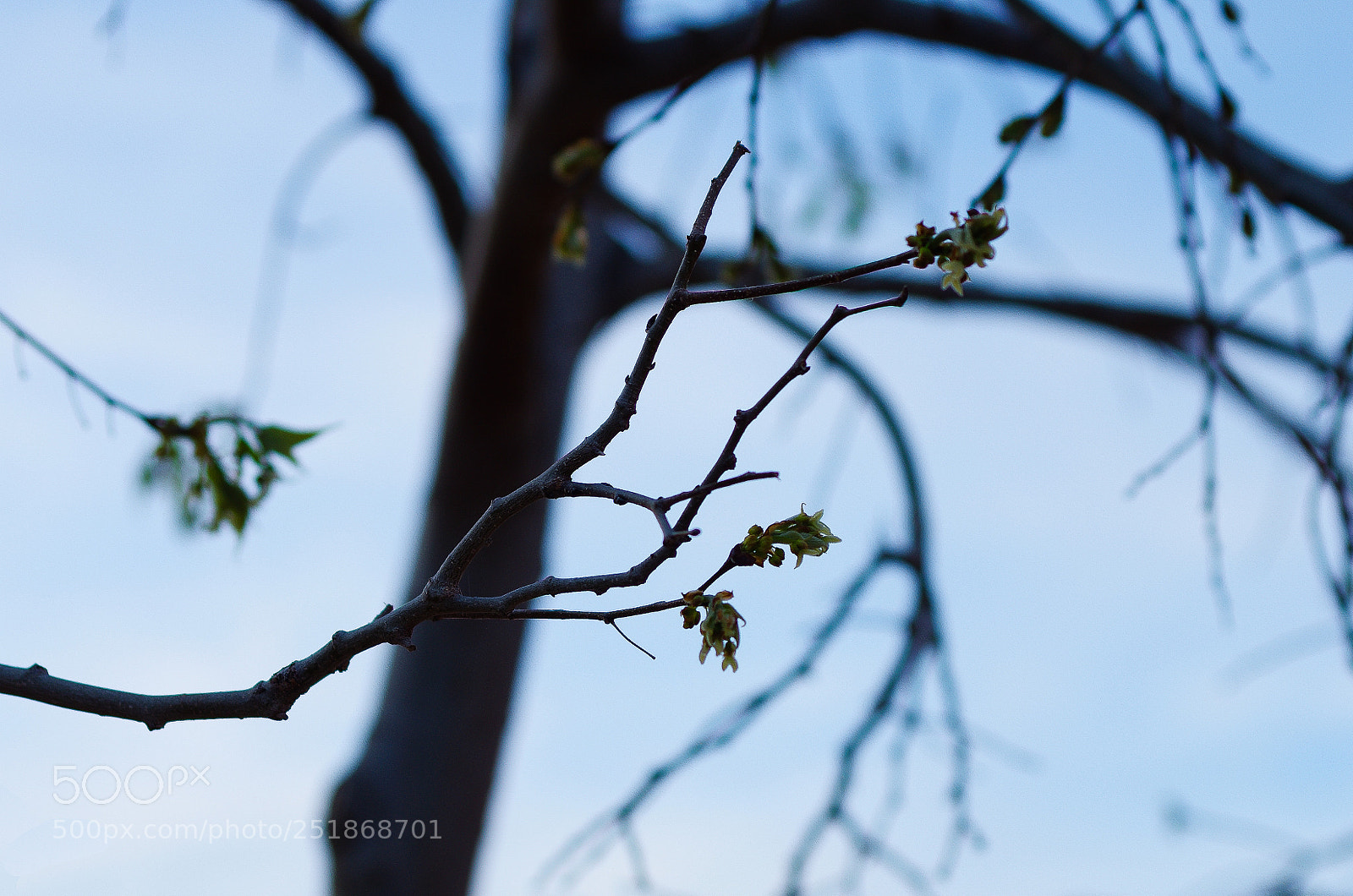 Pentax K-5 IIs sample photo. Welcome to the spring photography