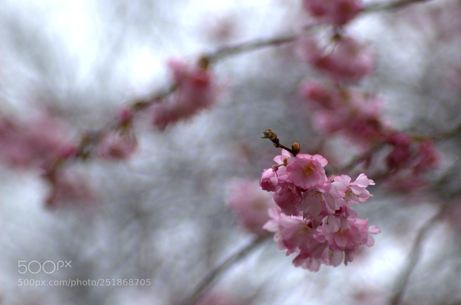 Nikon D50 sample photo. The classic blossom shot photography