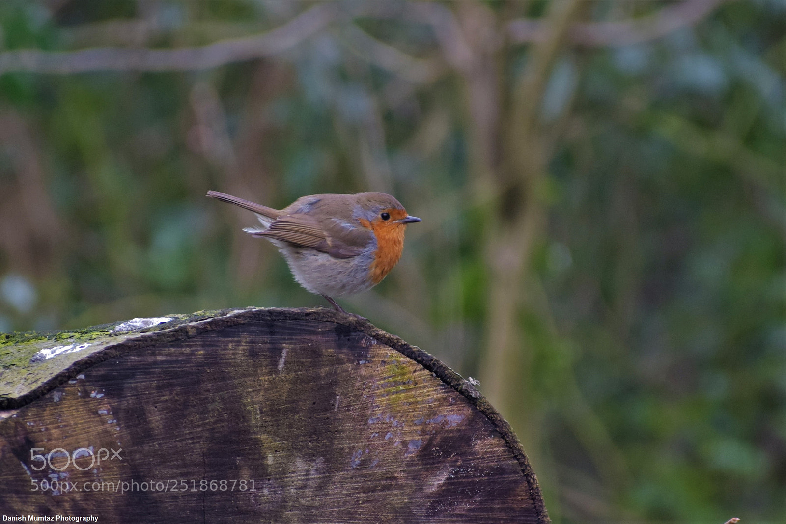 Nikon D5300 sample photo. European robin photography