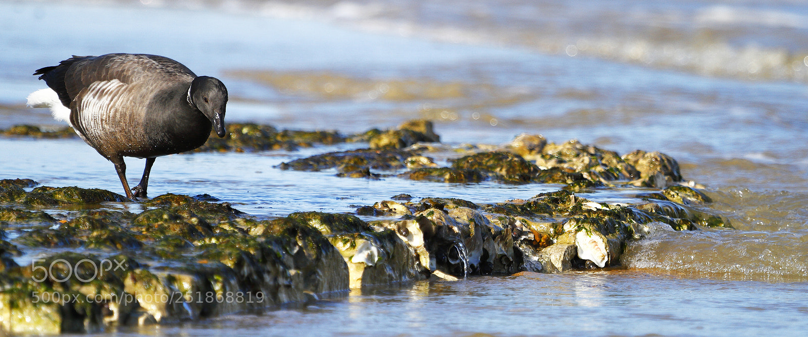 Canon EOS 7D sample photo. Branta goose in oleron photography
