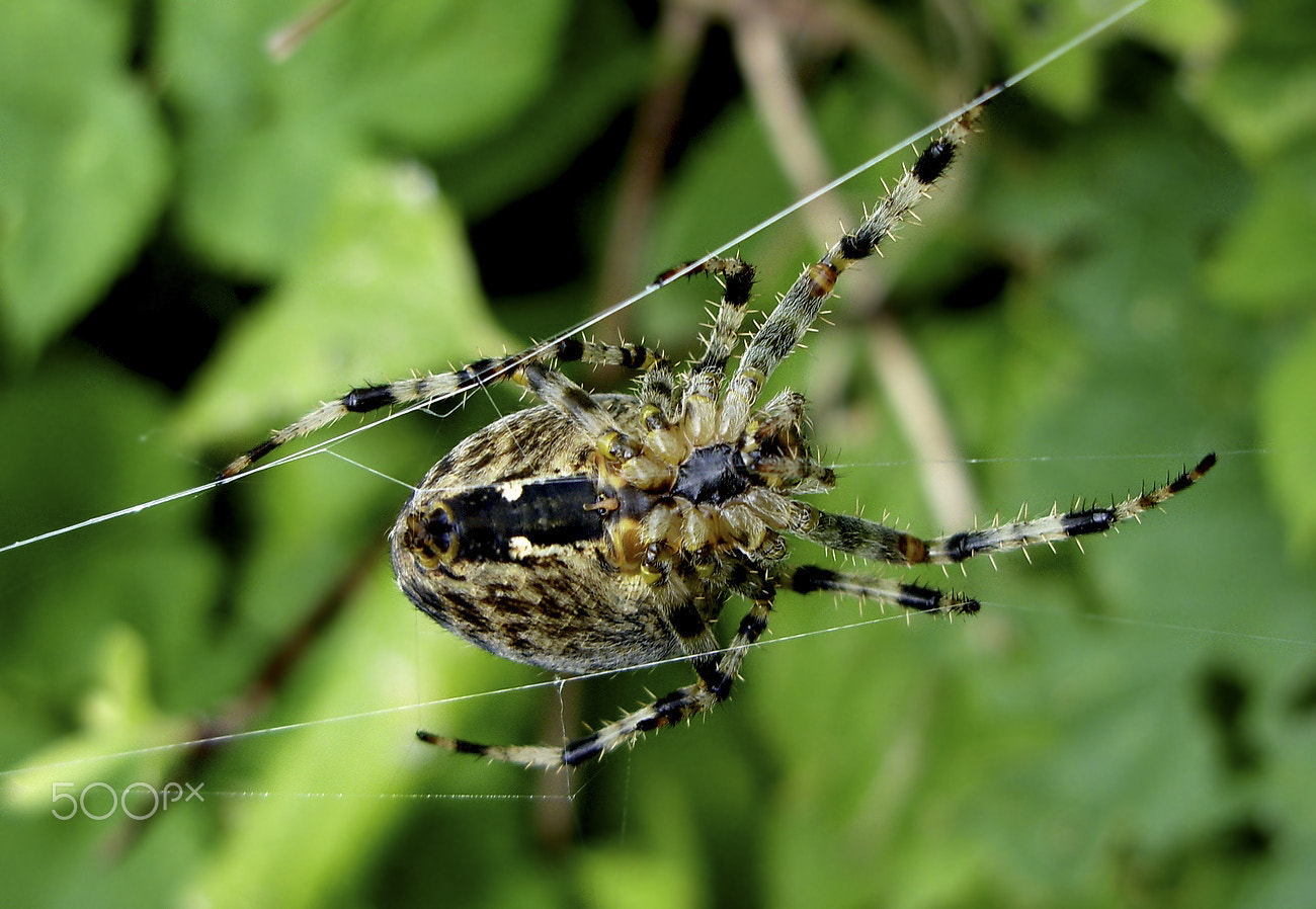 Samsung S1060 sample photo. Spiderman... photography