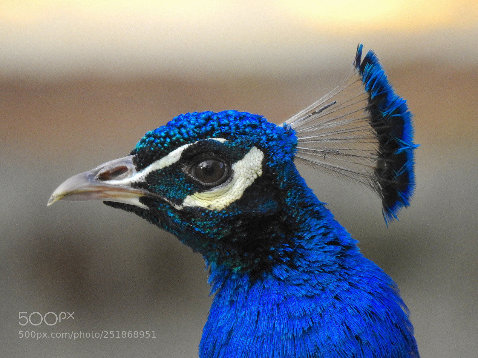 Nikon Coolpix P900 sample photo. Peacock photography