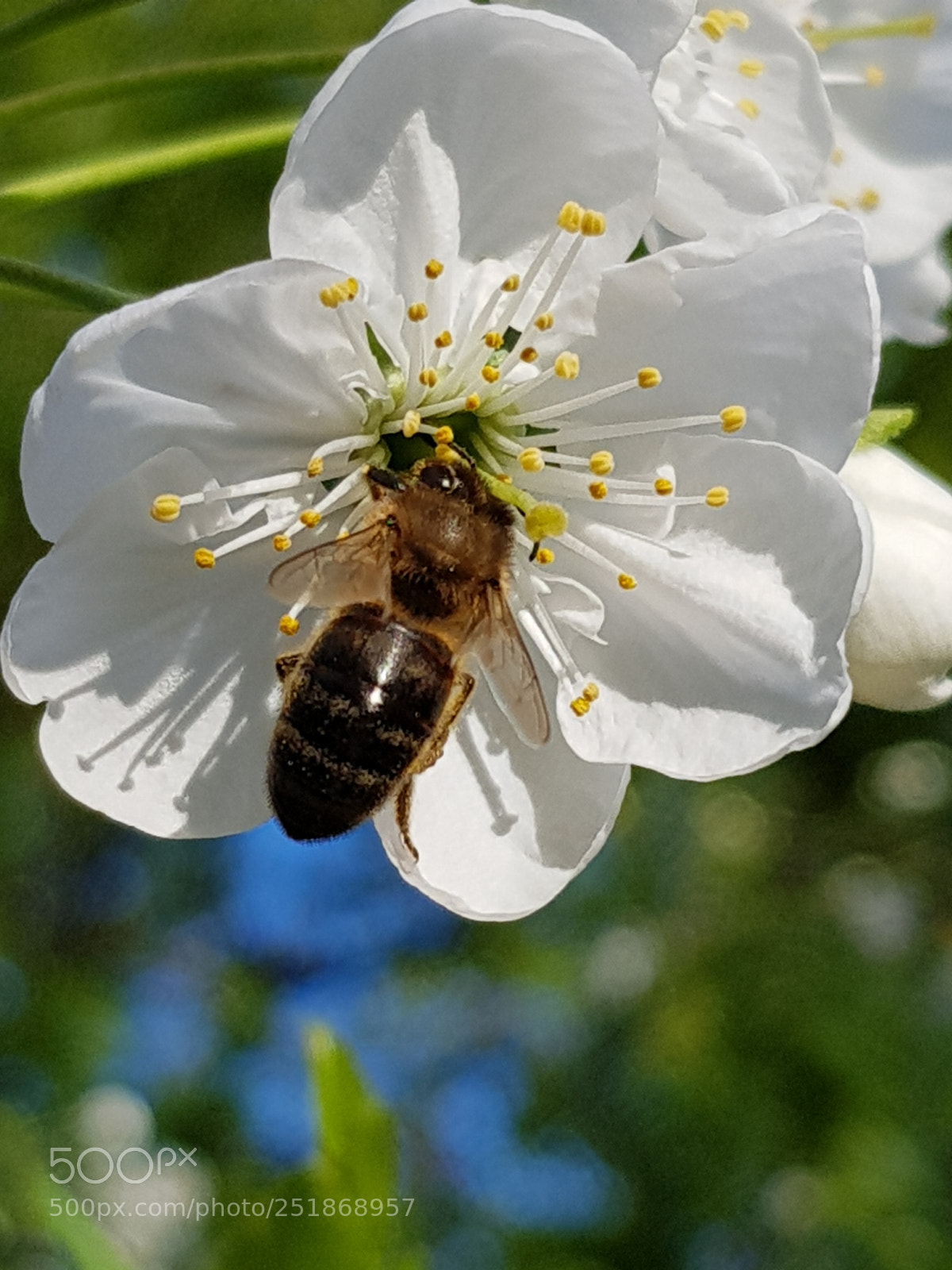 Samsung Galaxy S8 sample photo. Wild apple tree photography