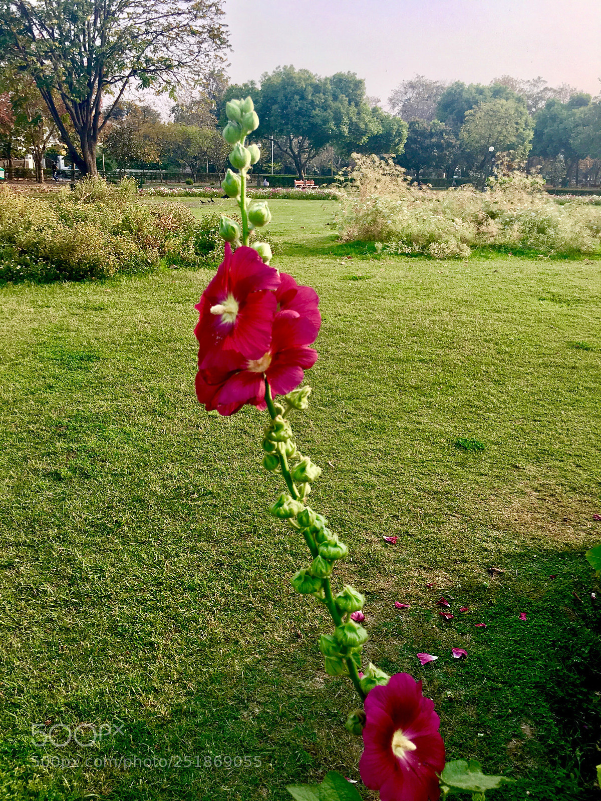 Apple iPhone 6s Plus sample photo. Enlightened without knowing and photography