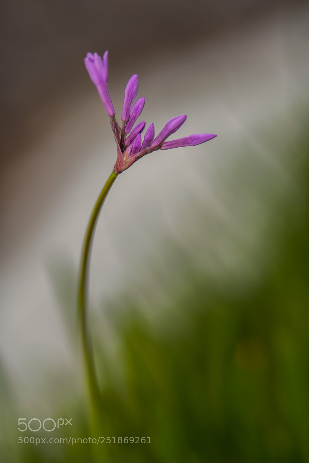 Sony a7R II sample photo. Spring photography