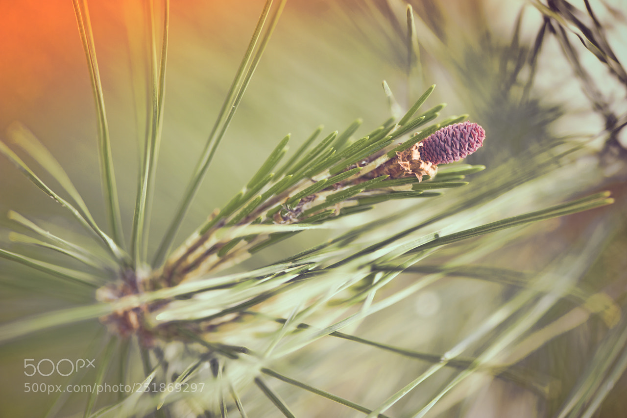 Nikon D700 sample photo. Pine cone photography
