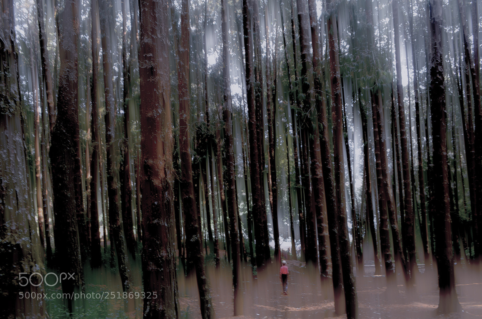 Nikon D5100 sample photo. Pine forest photography