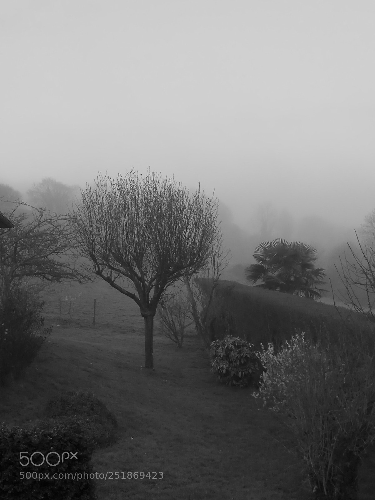 Xiaomi Redmi Note 4X sample photo. Un arbre en normandie photography