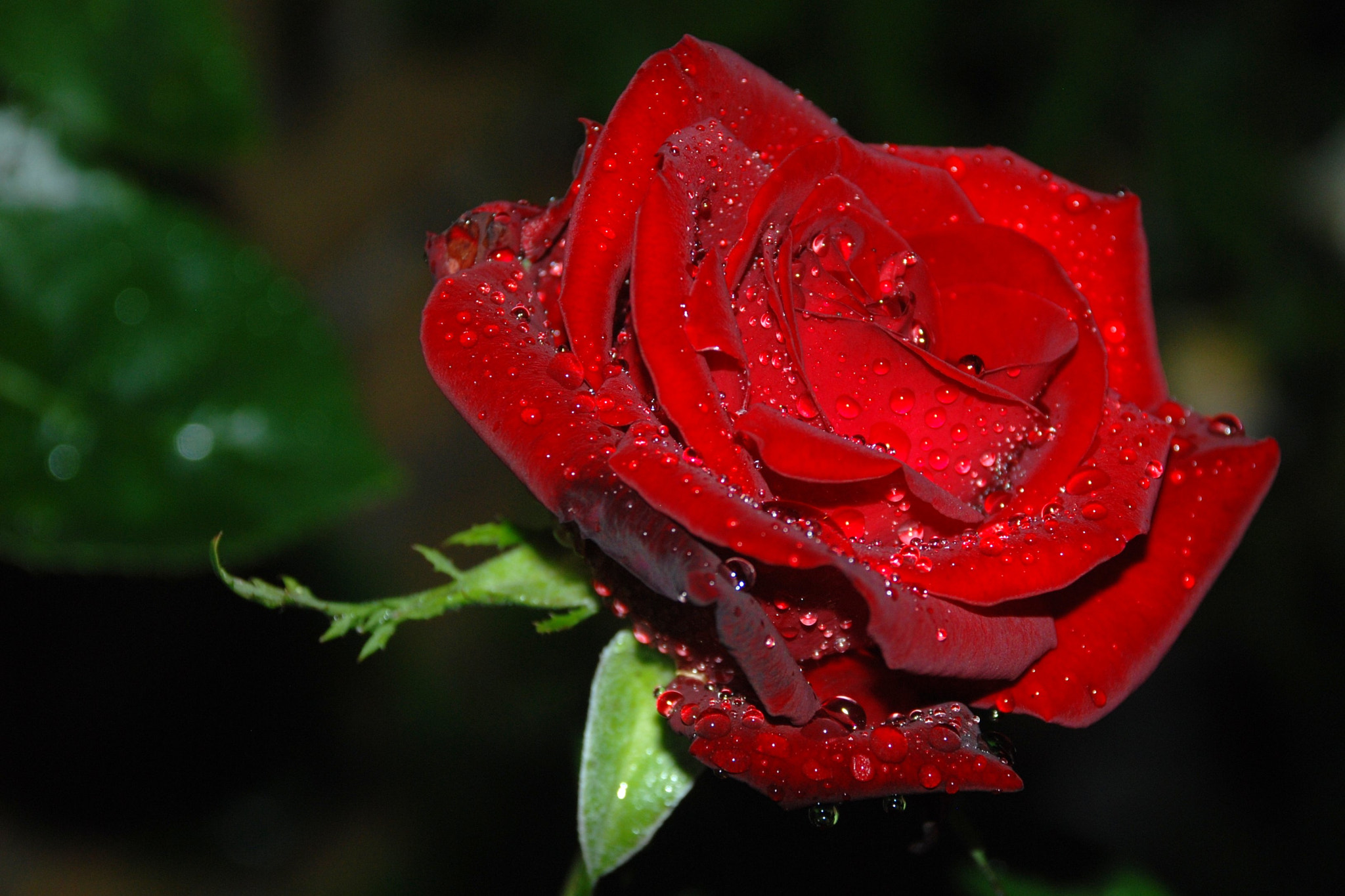 Nikon D80 sample photo. Single red photography