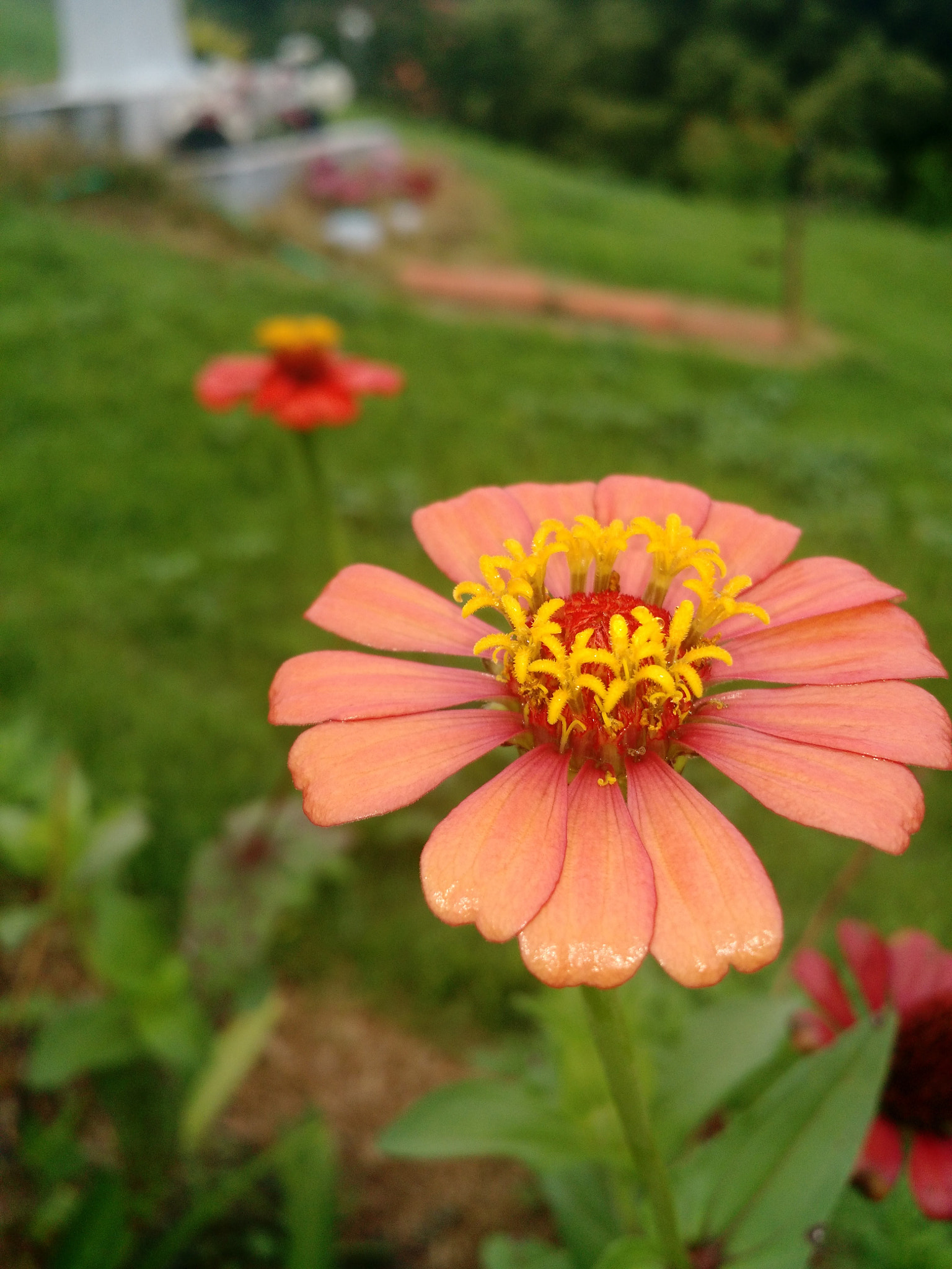 Motorola Moto X (2nd Gen) sample photo. Beauty at the details photography