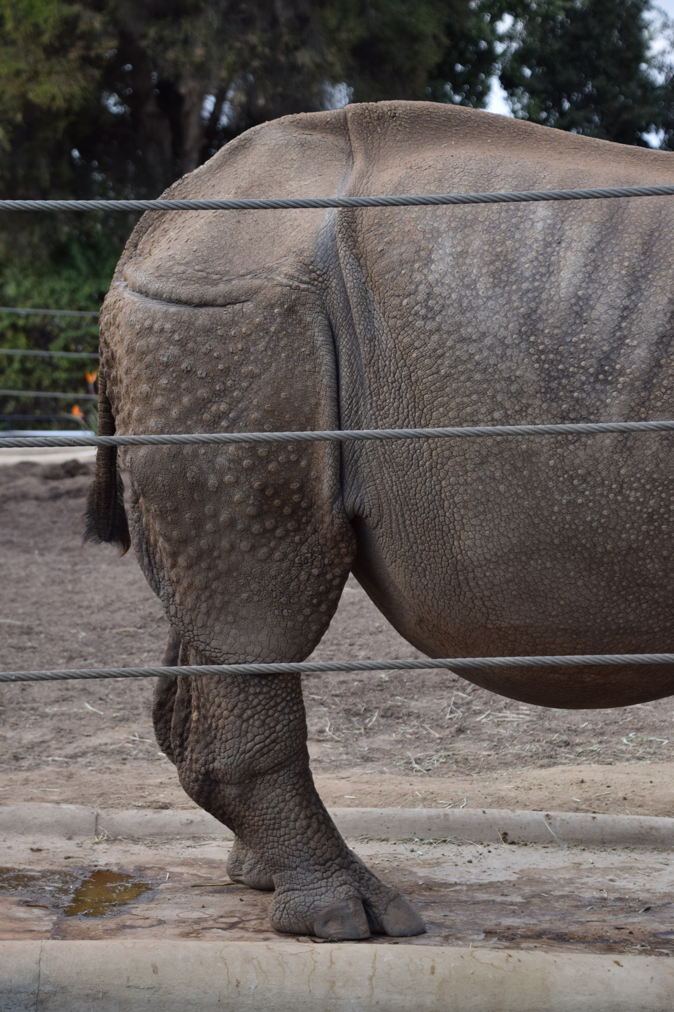 Nikon D5300 sample photo. Like the back end of a rhino photography