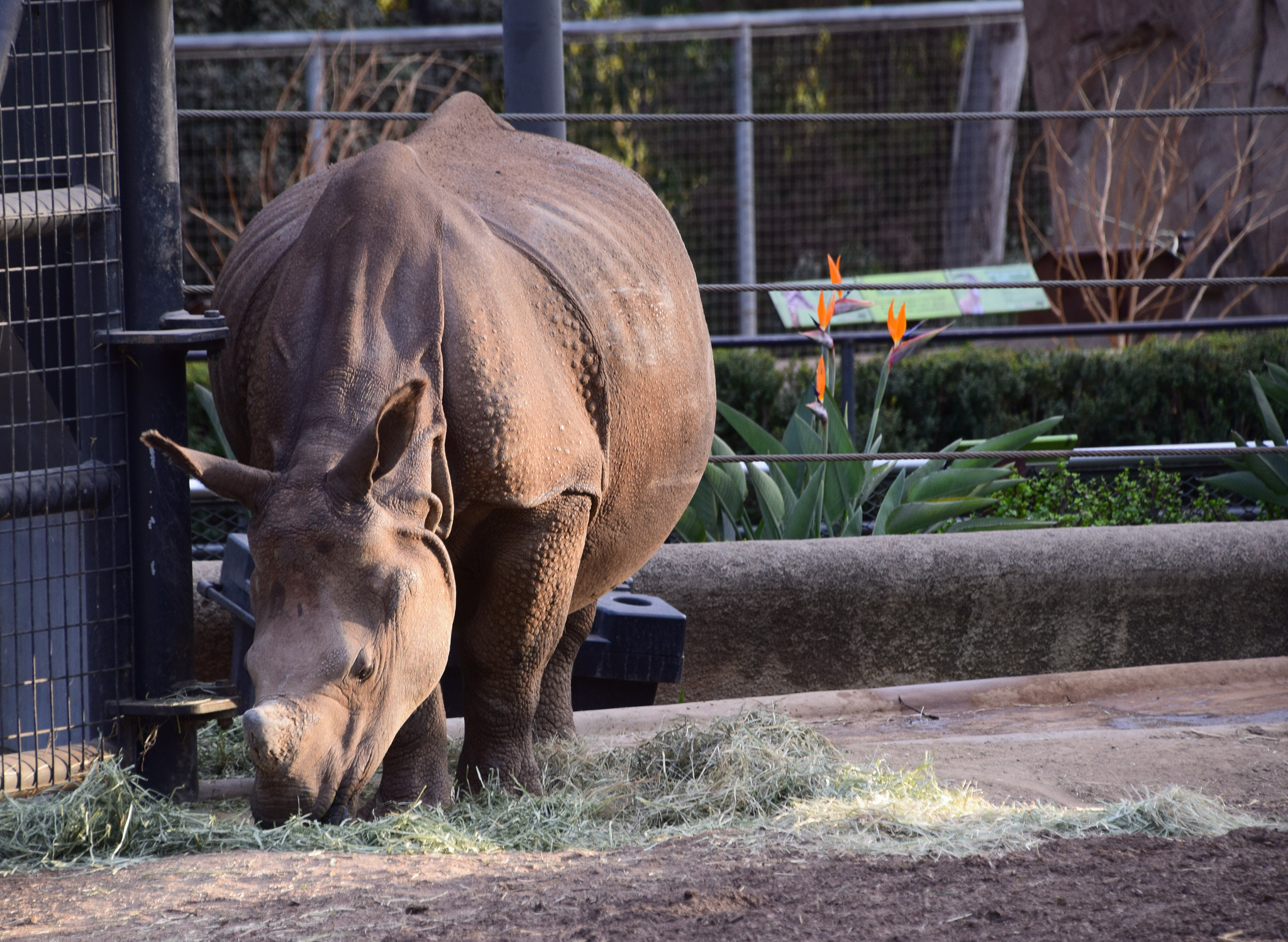 Nikon D5300 sample photo. Rhinoceros at san diego zoo photography
