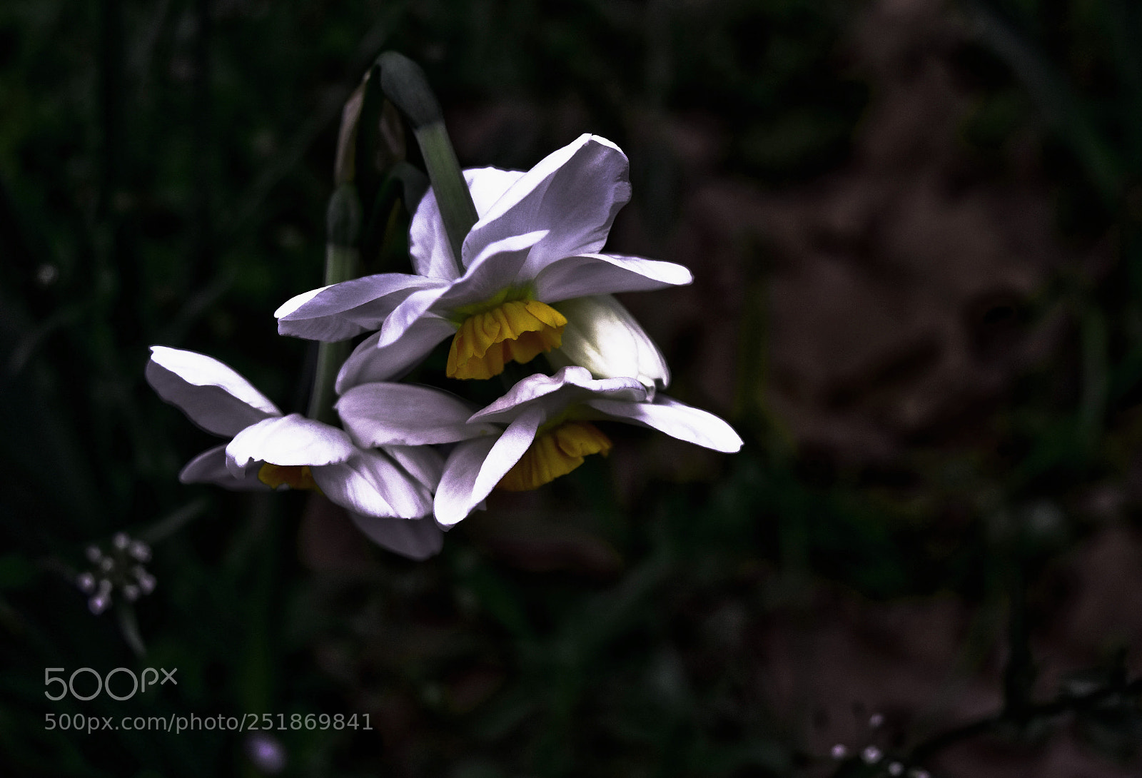 Nikon D5500 sample photo. Lueur de vie photography