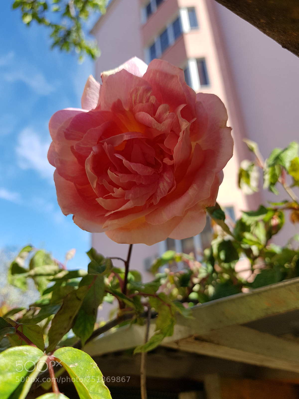 Samsung Galaxy S8 sample photo. Morning rose photography