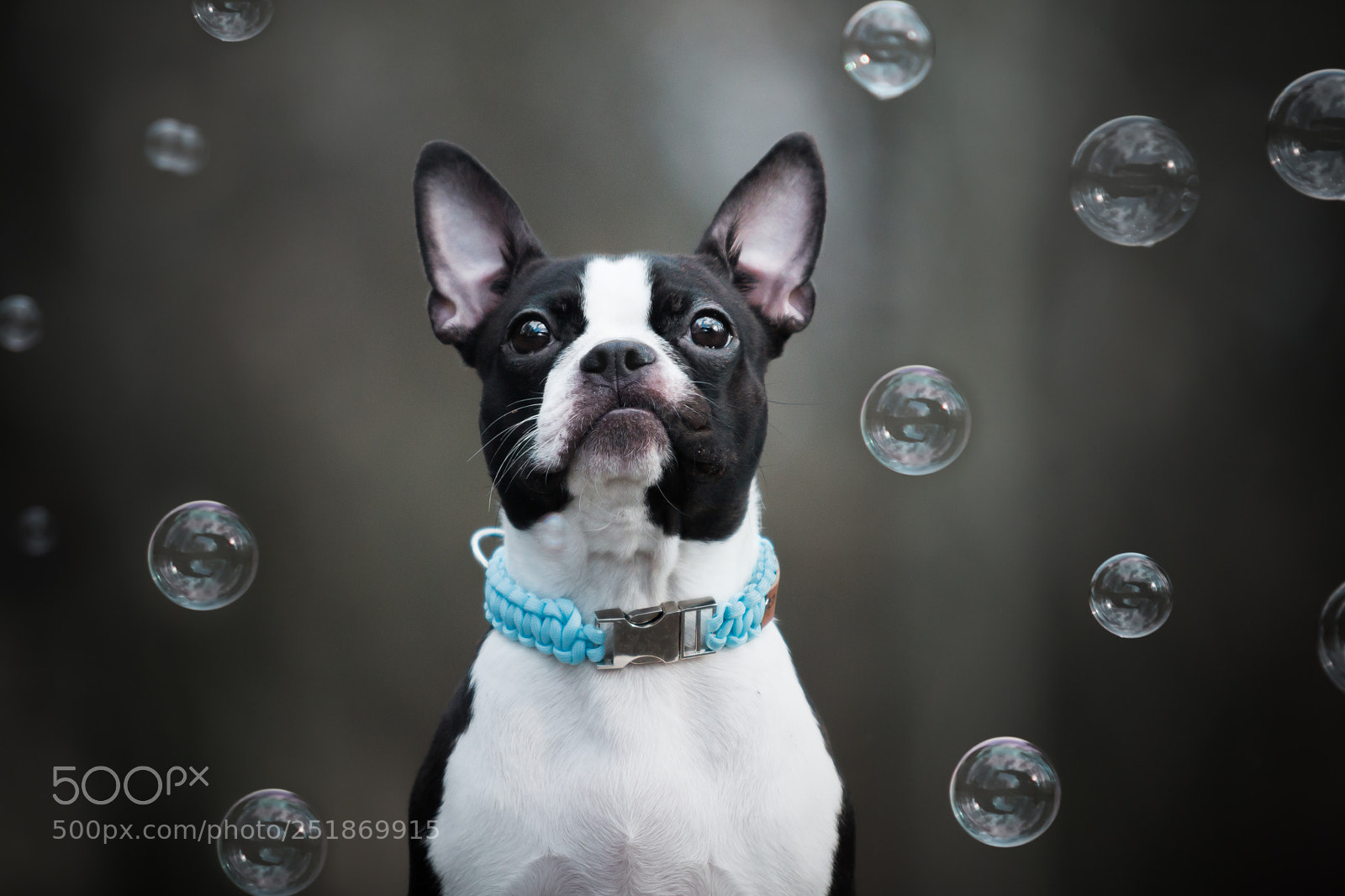Canon EOS 70D sample photo. Boston terrier photography